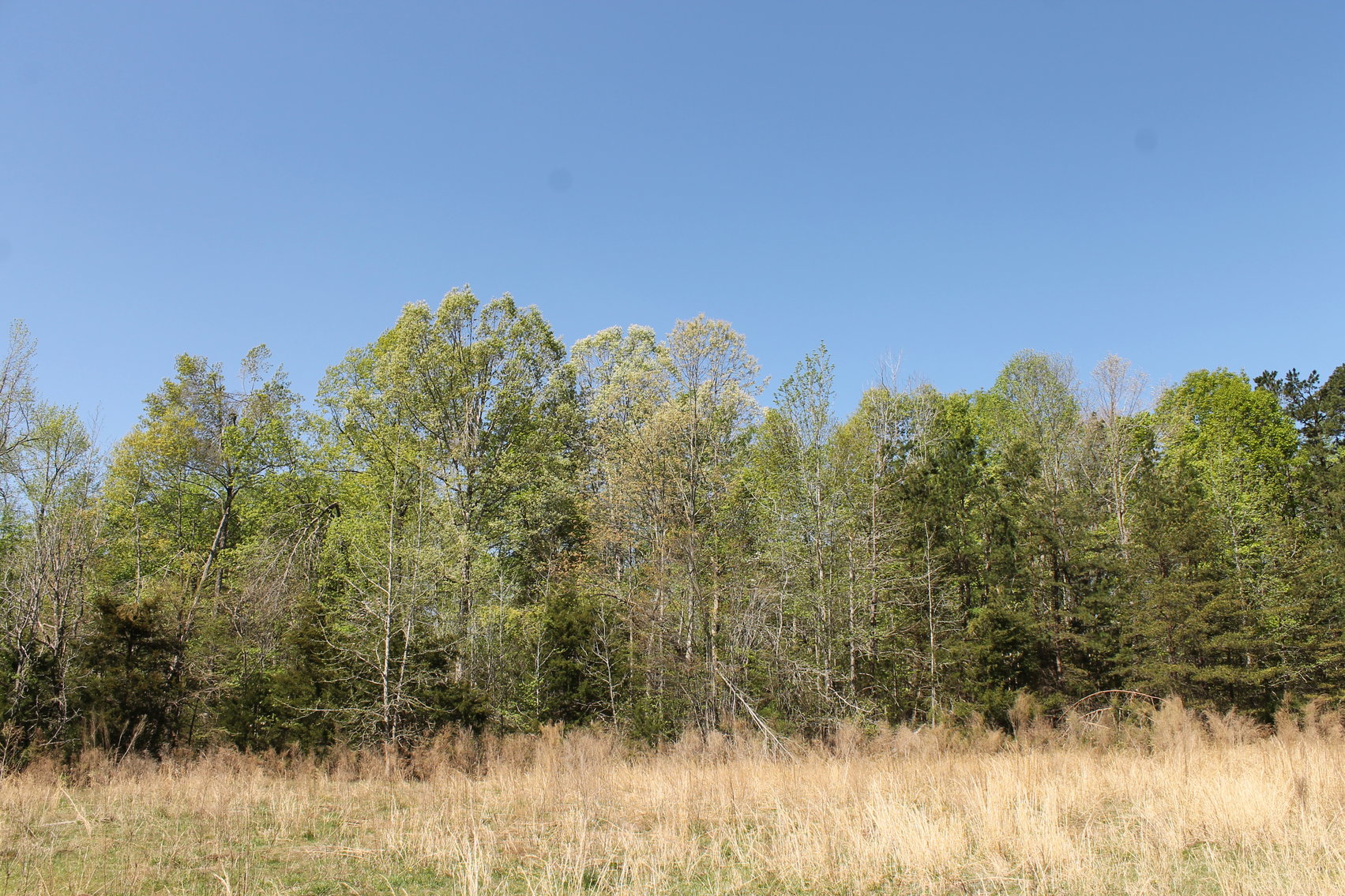Image for 118 +/- Acres of Timber & Fenced Pasture Land--Lunenburg County, VA