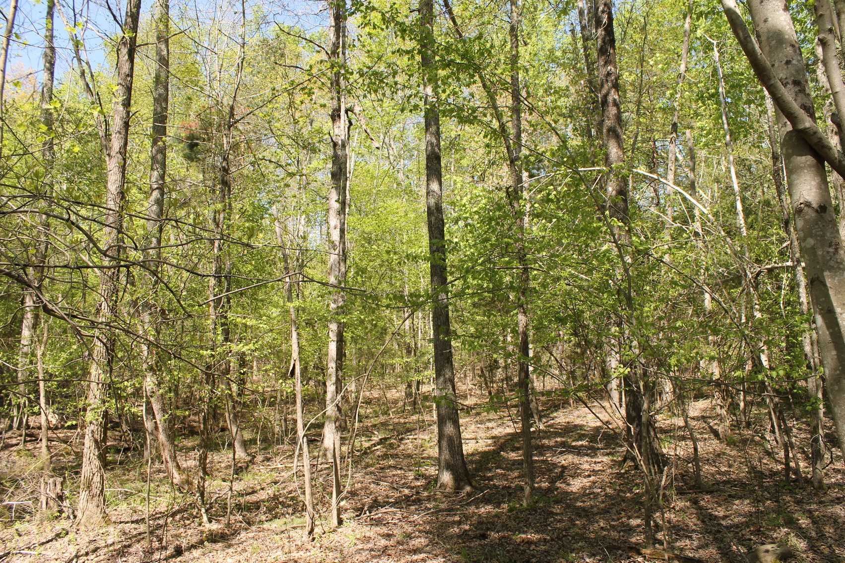 Image for 118 +/- Acres of Timber & Fenced Pasture Land--Lunenburg County, VA