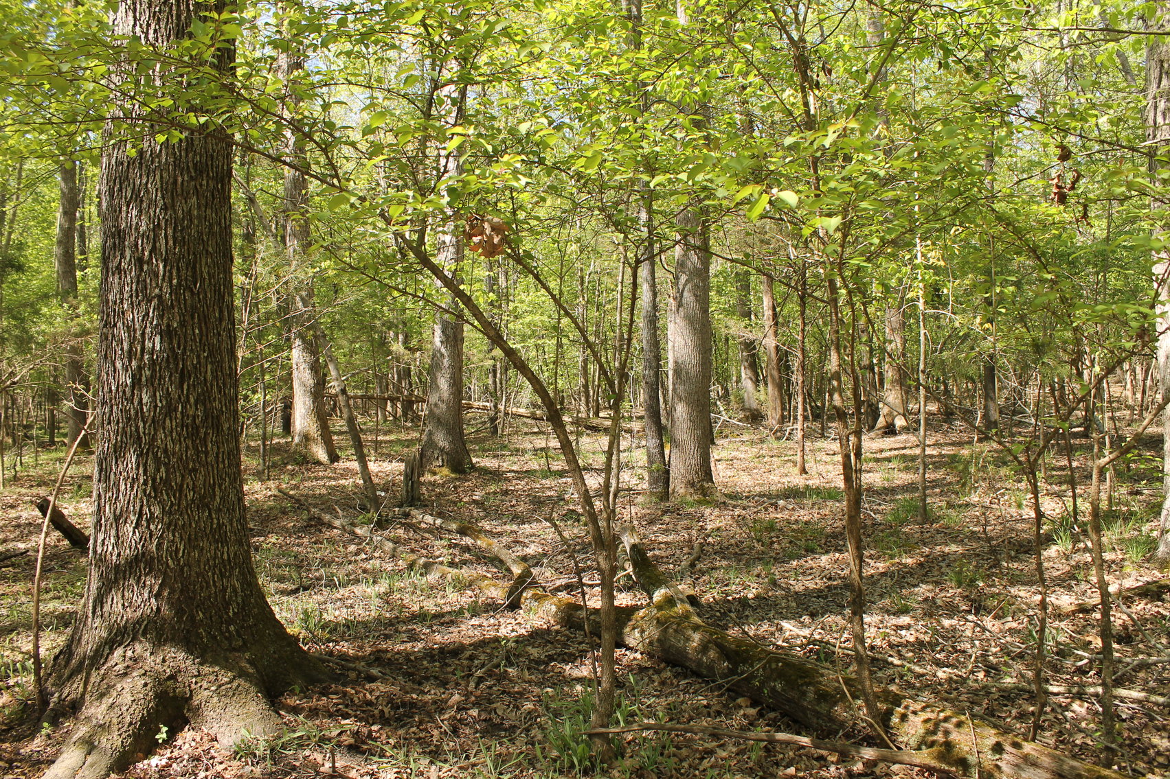 Image for 118 +/- Acres of Timber & Fenced Pasture Land--Lunenburg County, VA