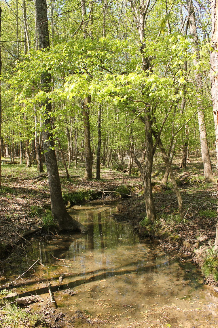 Image for 118 +/- Acres of Timber & Fenced Pasture Land--Lunenburg County, VA