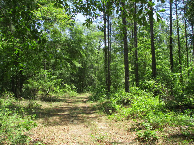 Image for LIVE AUCTION - June 10, 2021