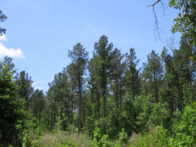 Image for LIVE AUCTION - June 10, 2021