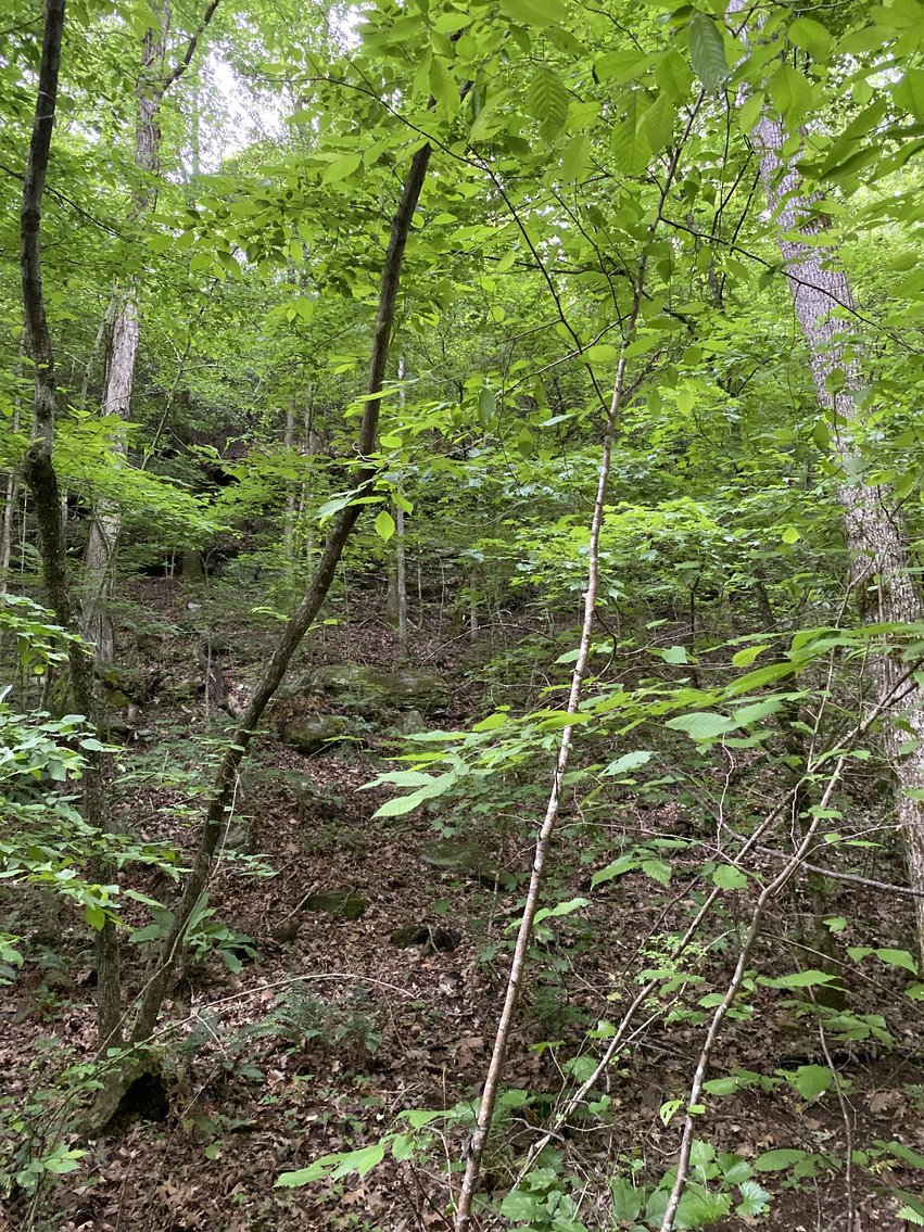Image for 111+/- Acres Over 4300’ Tallapoosa River Frontage