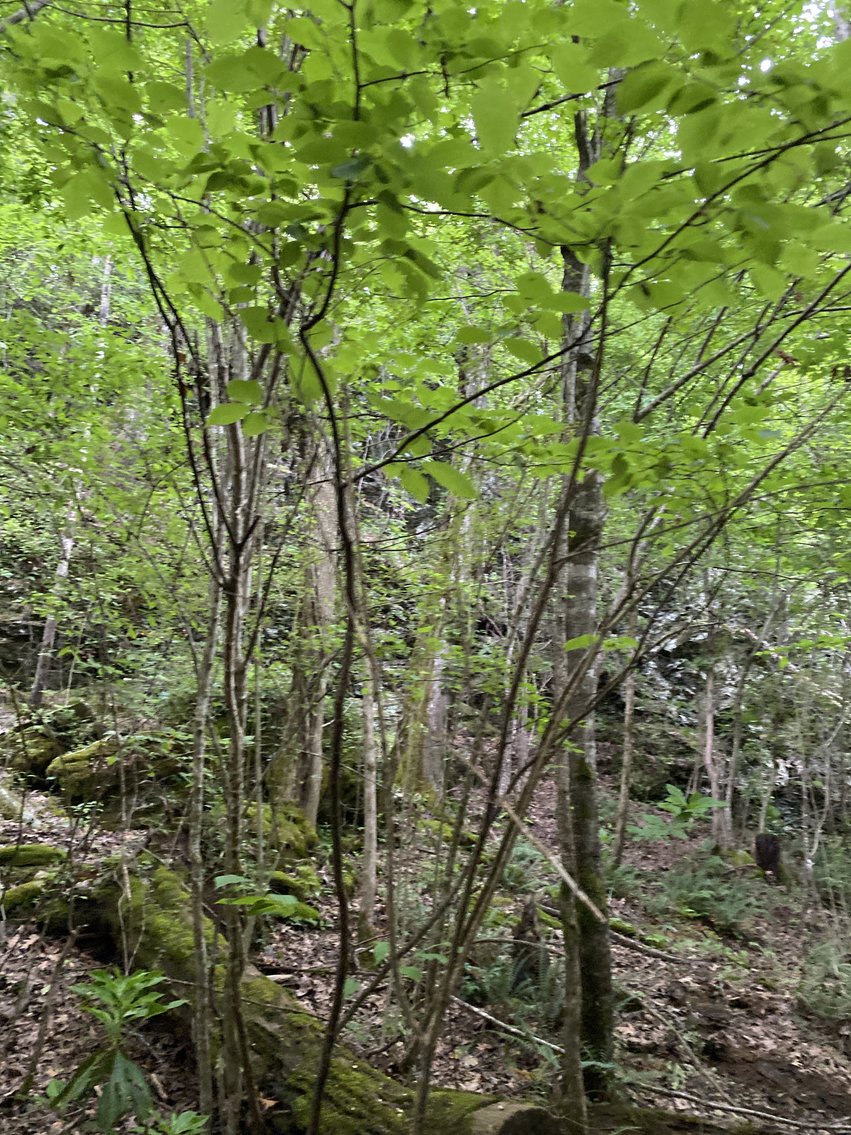 Image for 111+/- Acres Over 4300’ Tallapoosa River Frontage