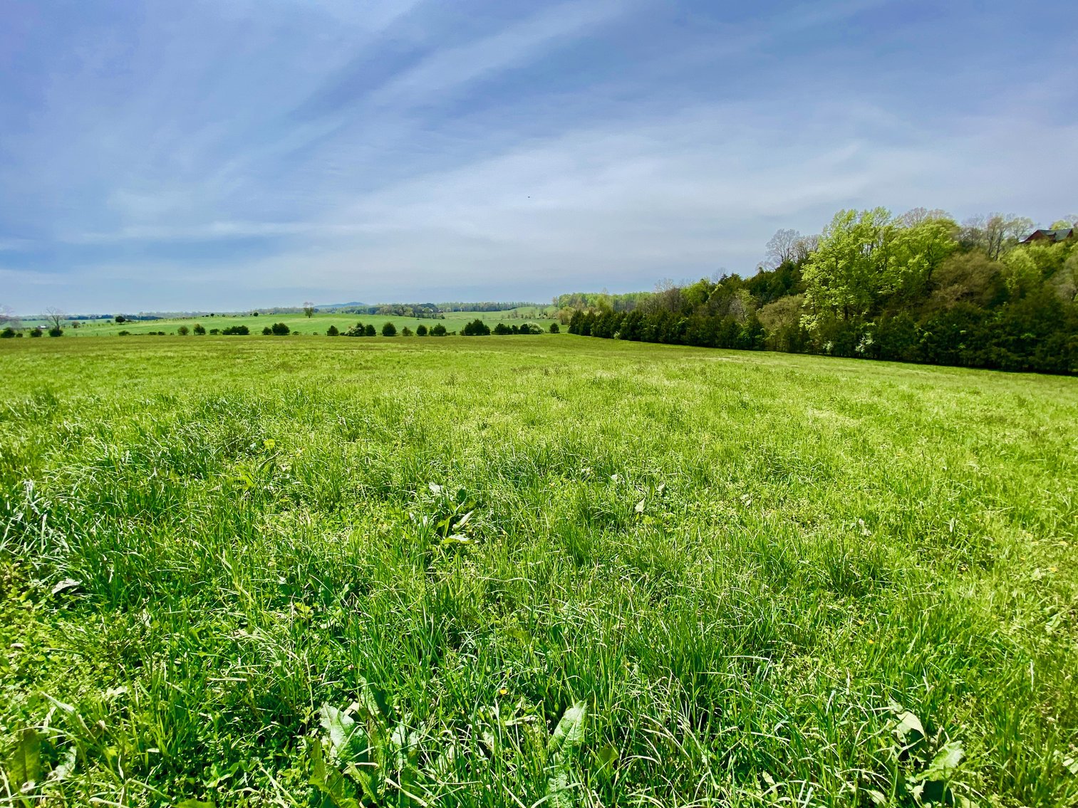 Image for 3 BR/3.5 BA Home on 21 +/- Acres w/Blue Ridge Mountain Views in Madison County, VA--SELLS to the HIGHEST BIDDER!!