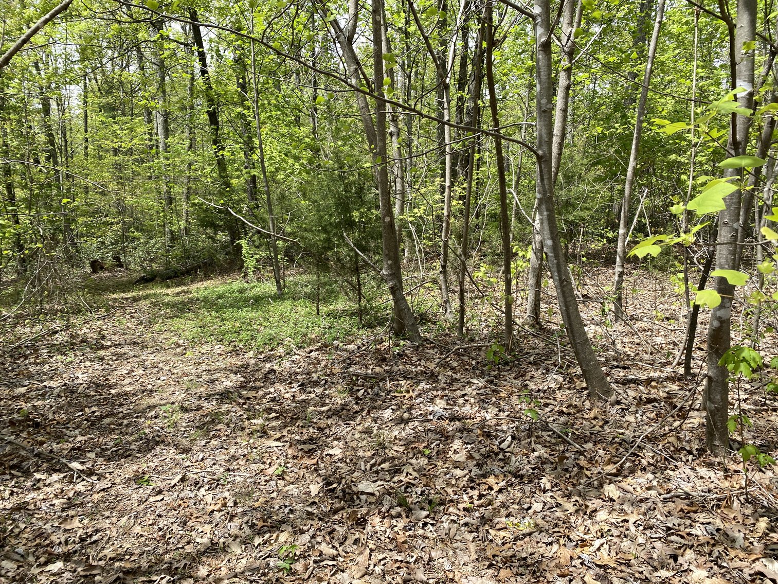 Image for 16.7 +/- Acres of Wooded Land in Madison County, VA--SELLS to the HIGHEST BIDDER!!
