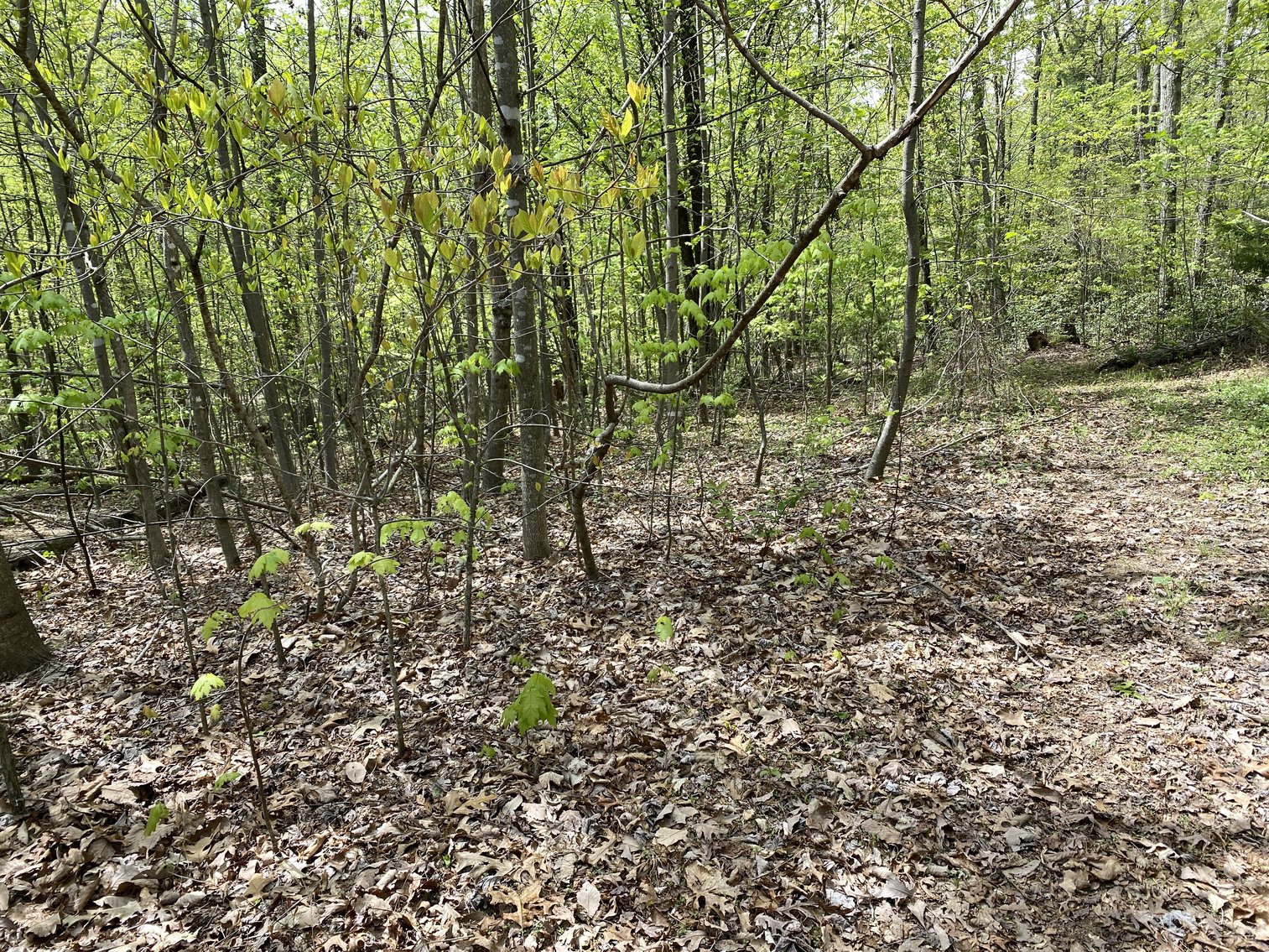 Image for 25.7 +/- Acres of Wooded Land in Madison County, VA--SELLS to the HIGHEST BIDDER!!