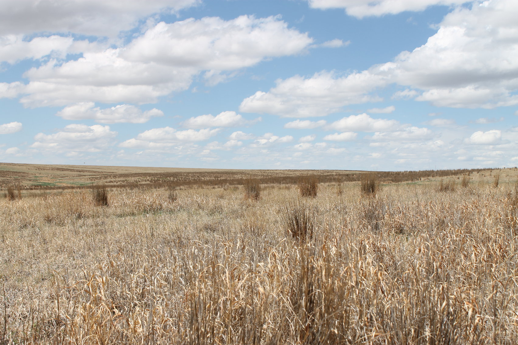 Image for CHEYENNE COUNTY, CO - CRP {C4064}