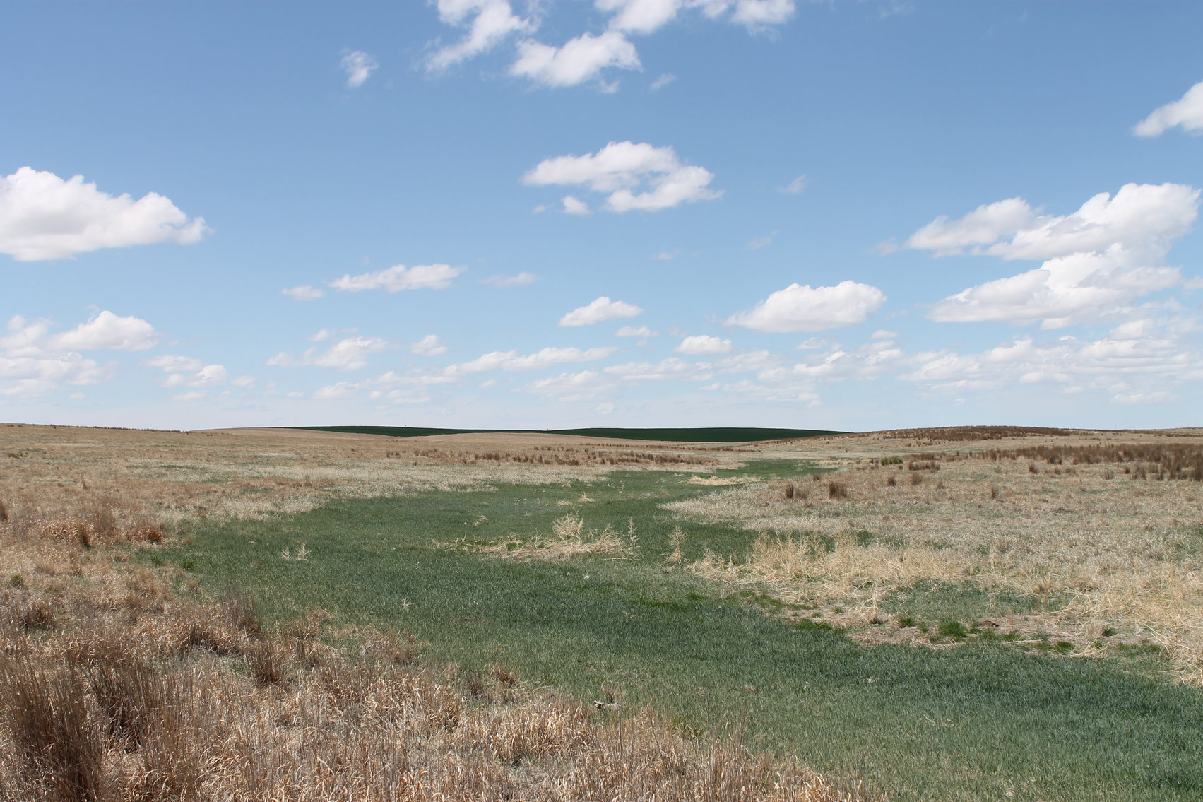 Image for CHEYENNE COUNTY, CO - CRP {C4064}