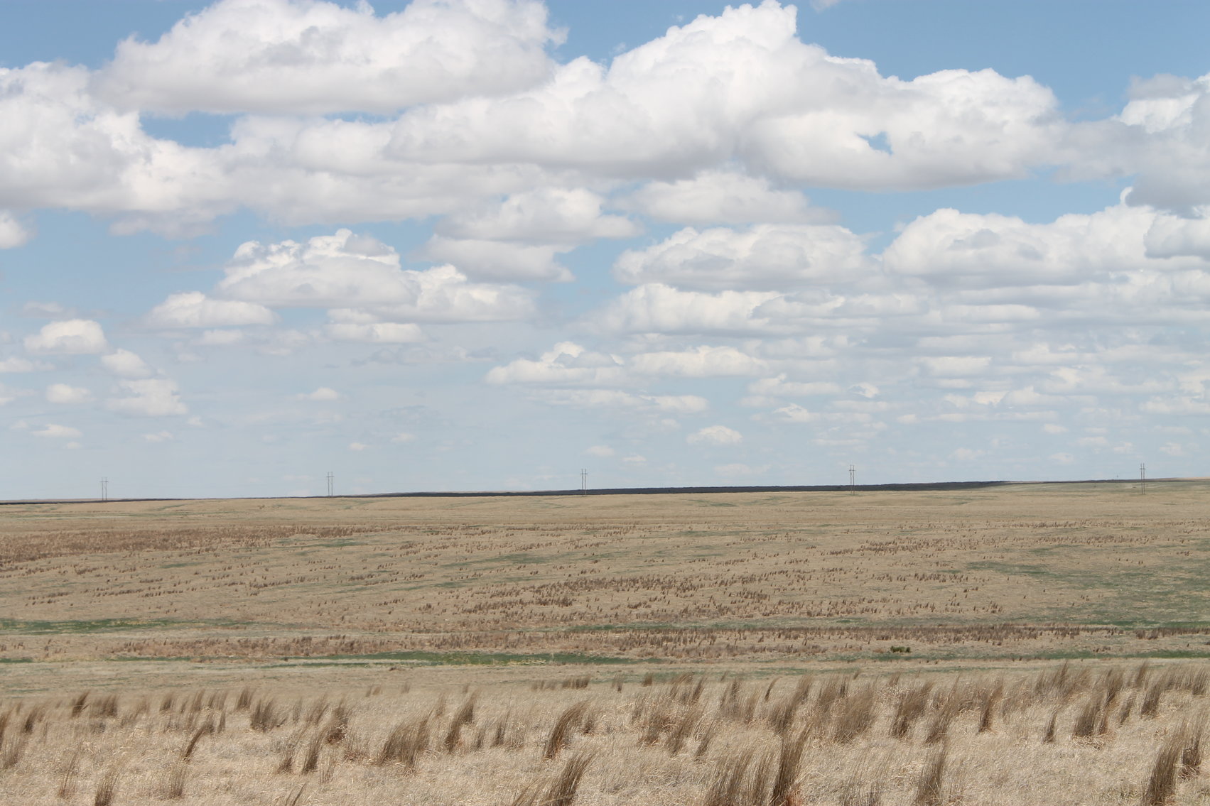 Image for CHEYENNE COUNTY, CO - CRP {C4064}