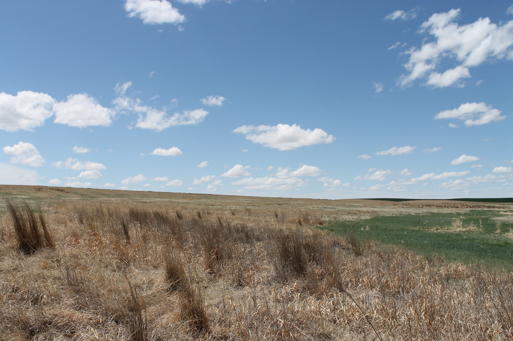 Image for CHEYENNE COUNTY, CO - CRP {C4064}