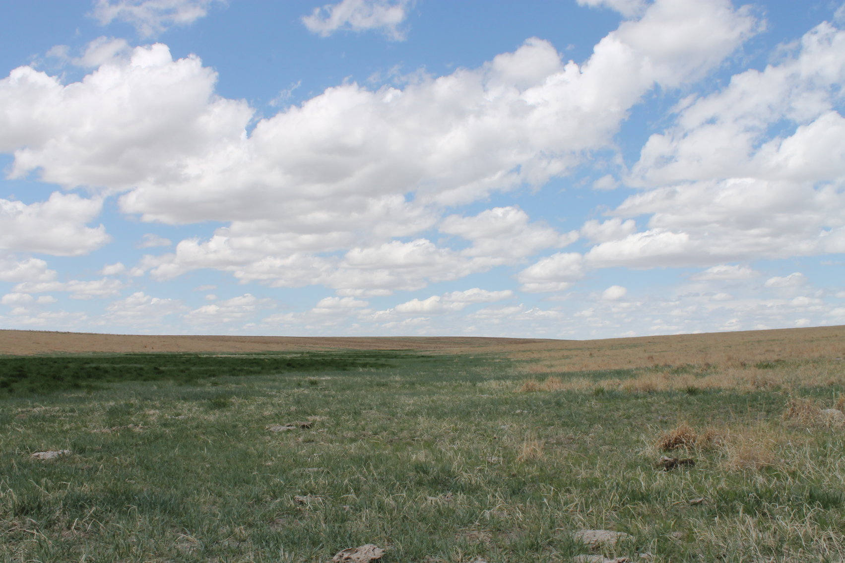 Image for CHEYENNE COUNTY, CO - CRP {C4064}