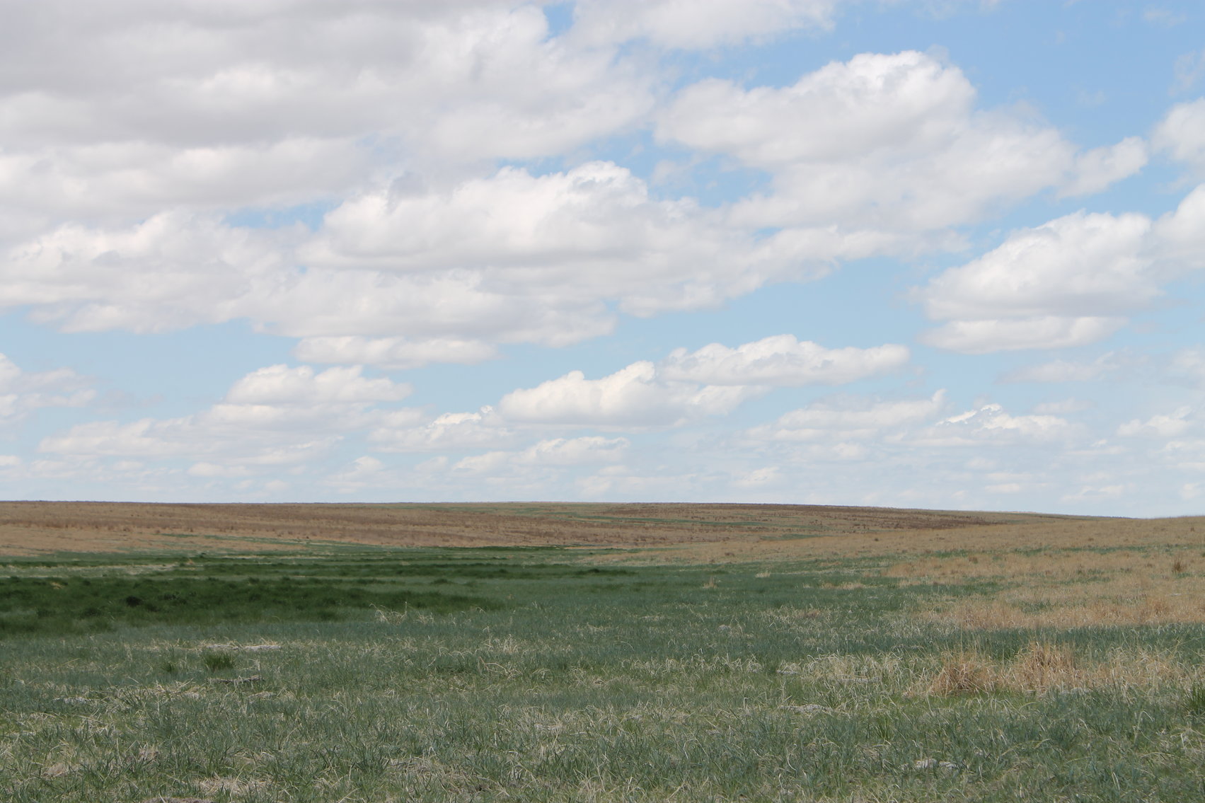 Image for CHEYENNE COUNTY, CO - CRP {C4064}