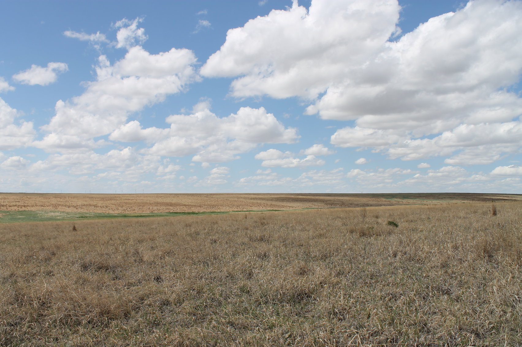 Image for CHEYENNE COUNTY, CO - CRP {C4064}