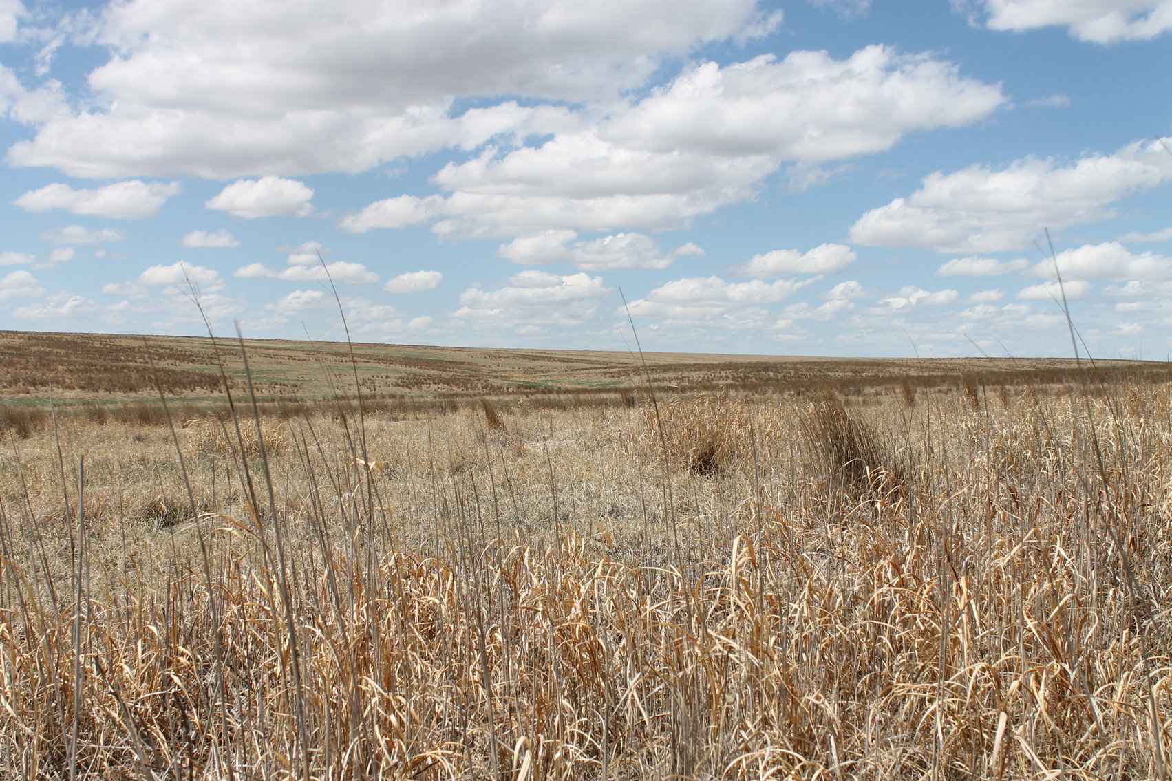Image for CHEYENNE COUNTY, CO - CRP {C4064}