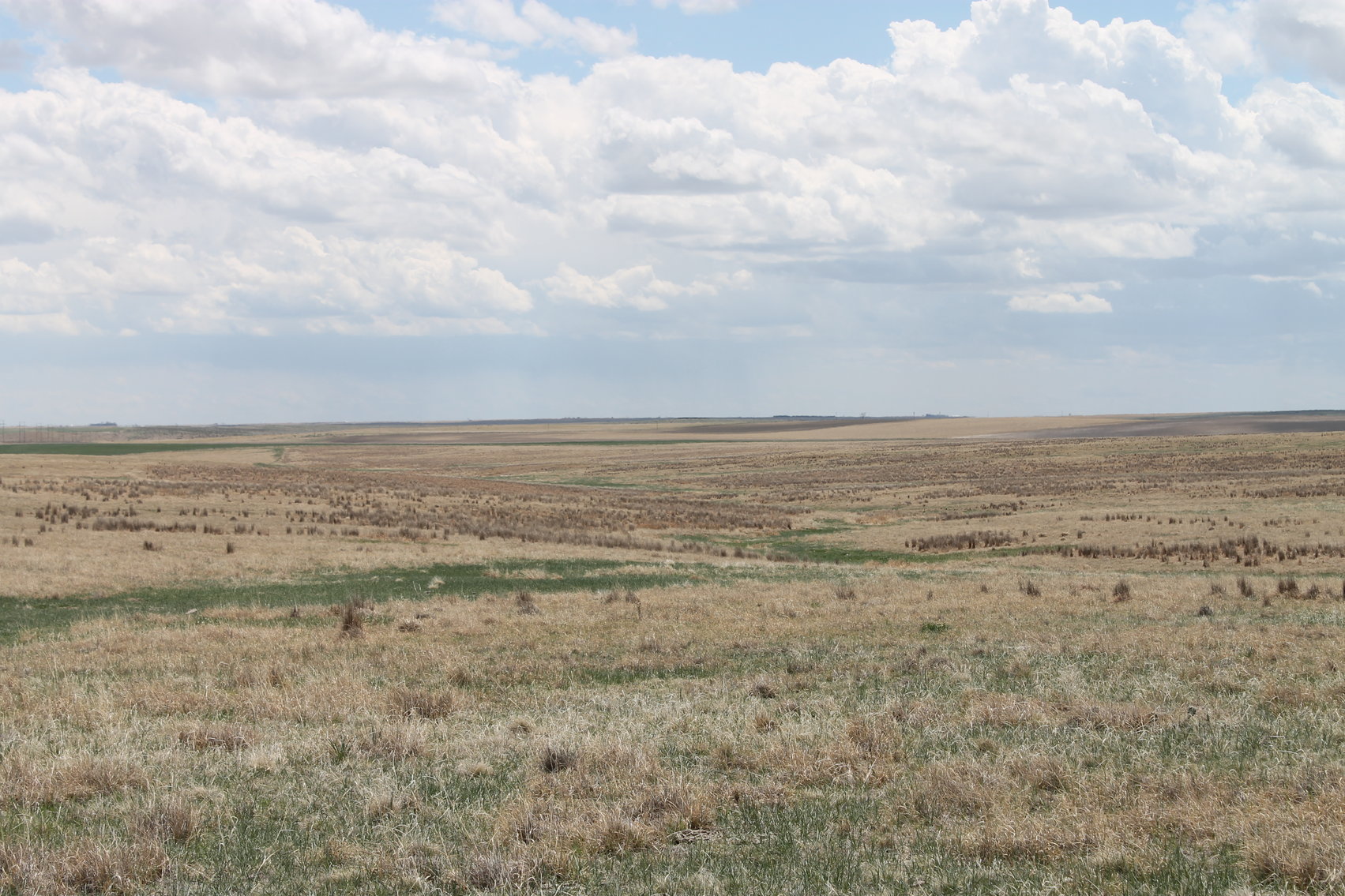 Image for CHEYENNE COUNTY, CO - CRP {C4064}