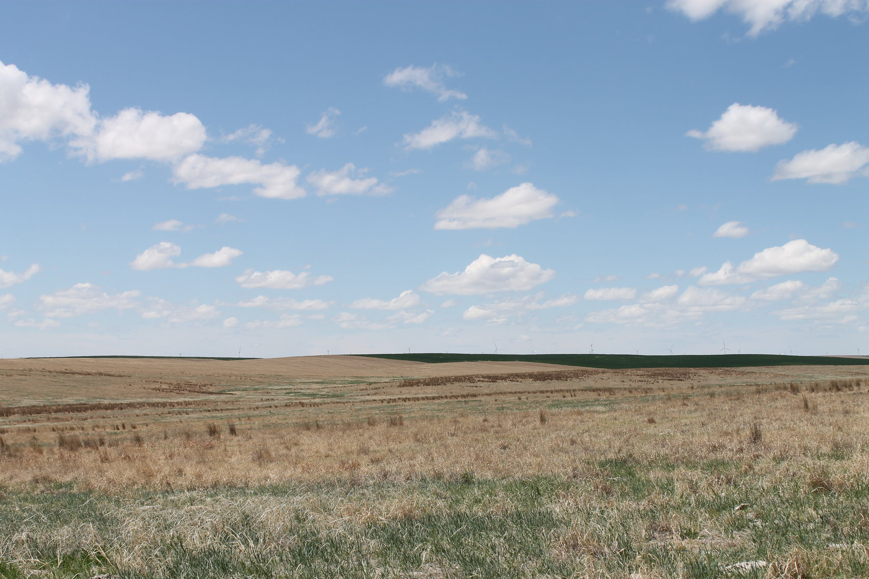 Image for CHEYENNE COUNTY, CO - CRP {C4064}