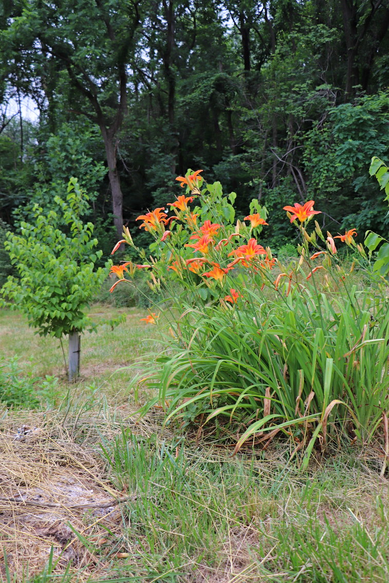 Image for Two Bedroom Home on 3.58 +/- Acres With Beautiful Views In Historic Afton VA