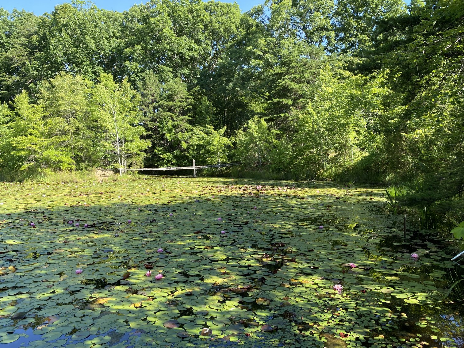 Image for 4 BR/4 BA Home on 29.1 +/- Acres in Orange County, VA--SELLS to the HIGHEST BIDDER!!