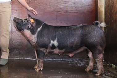 Image for TALBOT COUNTY 4-H VIRTUAL LIVESTOCK AUCTION