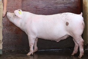 Image for TALBOT COUNTY 4-H VIRTUAL LIVESTOCK AUCTION