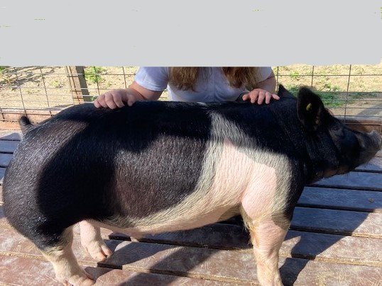 Image for TALBOT COUNTY 4-H VIRTUAL LIVESTOCK AUCTION