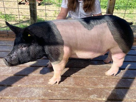 Image for TALBOT COUNTY 4-H VIRTUAL LIVESTOCK AUCTION