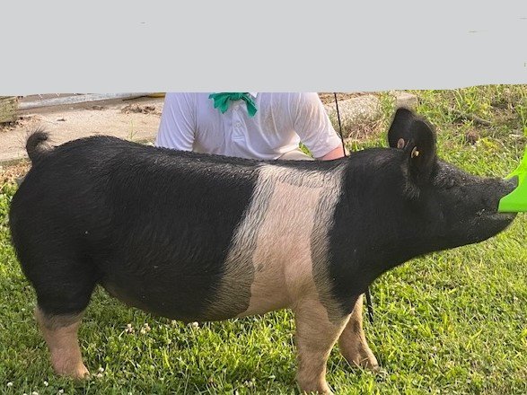 Image for TALBOT COUNTY 4-H VIRTUAL LIVESTOCK AUCTION