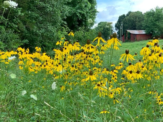 Image for Morgan Road, Rockvale