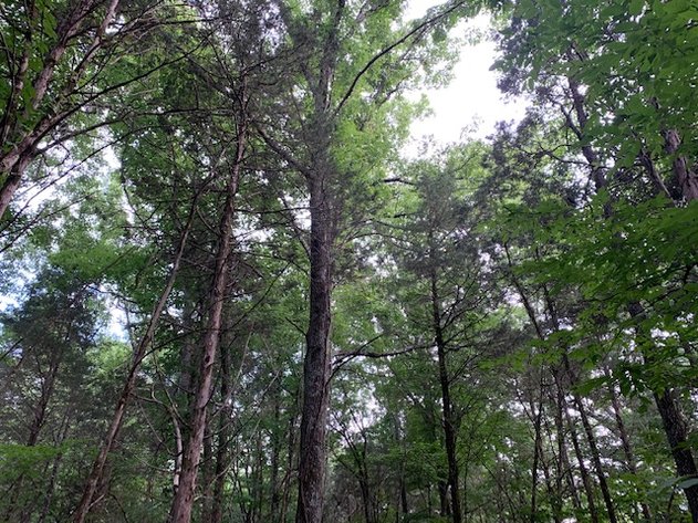 Image for Morgan Road, Rockvale