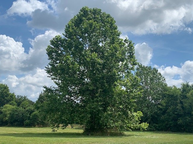 Image for 15075 Versailles Road, Rockvale