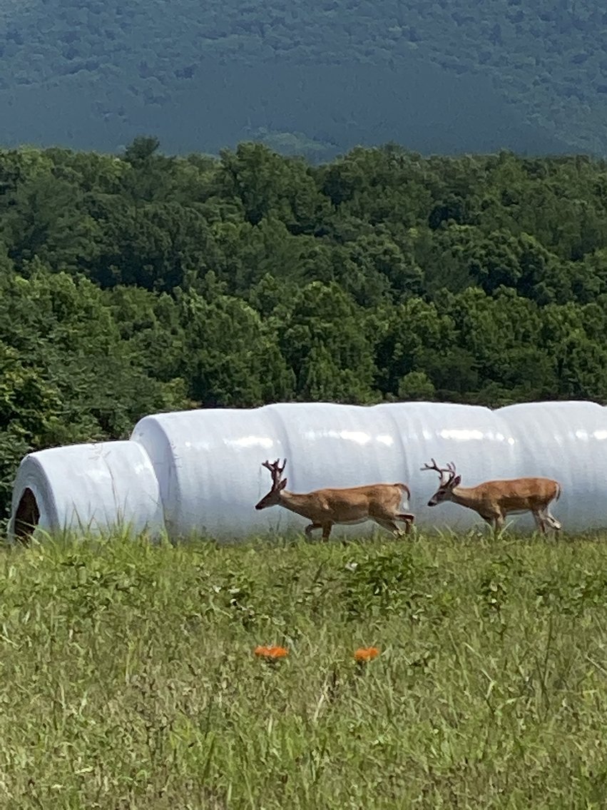 Image for Parcel 1 (9.59+/- acres) of 5 Individual Land Parcels Totaling 77.9 +/- Acres in Franklin County, VA, Only 10 Miles from Smith Mountain Lake--ONLINE ONLY BIDDING!!