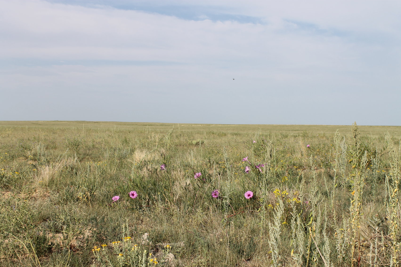 Image for LINCOLN COUNTY, CO - NATIVE RANGELAND/GRASSLAND {C4065}