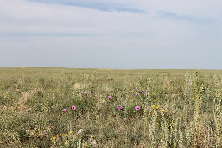 Image for LINCOLN COUNTY, CO - NATIVE RANGELAND/GRASSLAND {C4065}