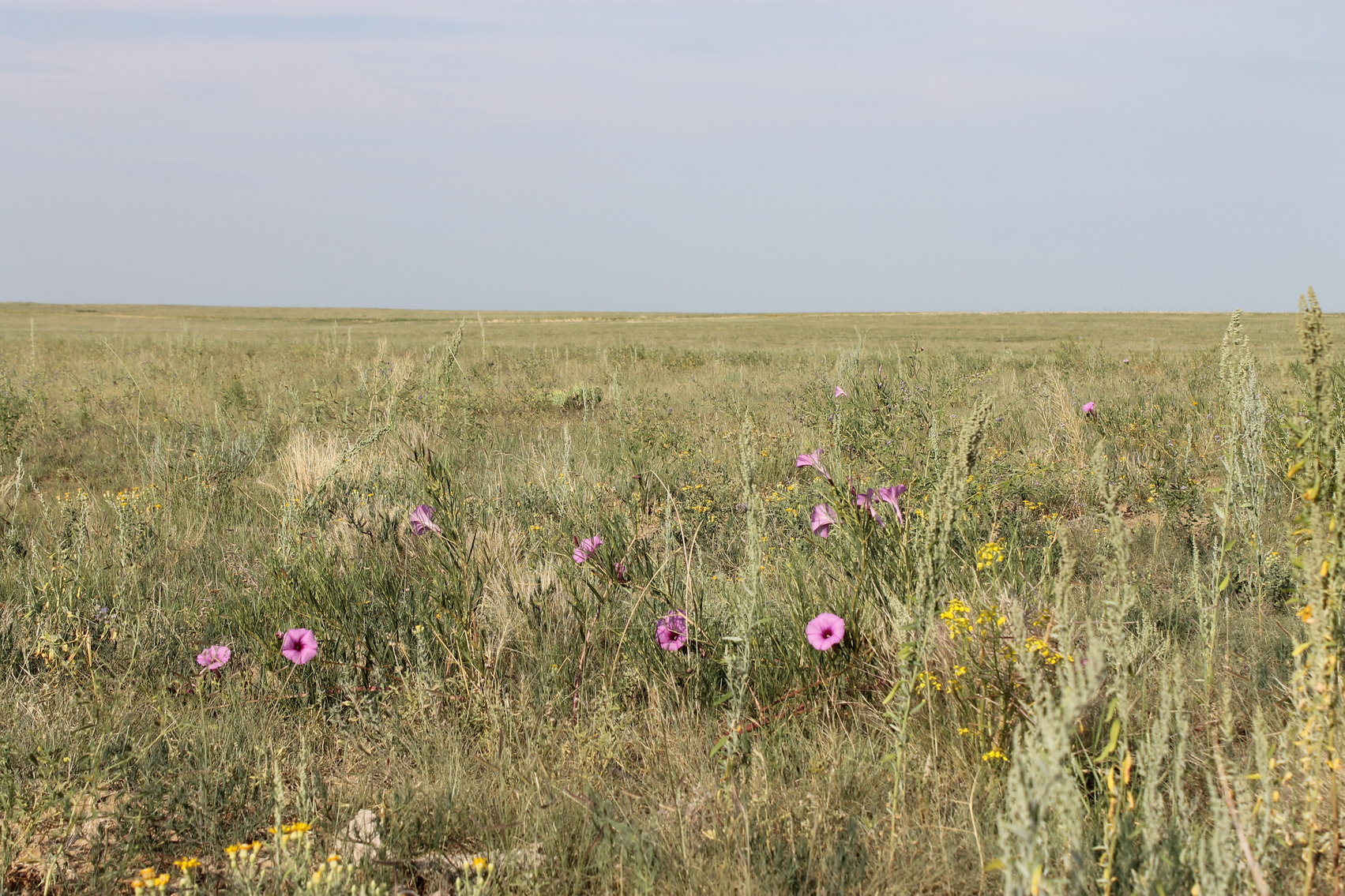 Image for LINCOLN COUNTY, CO - NATIVE RANGELAND/GRASSLAND {C4065}