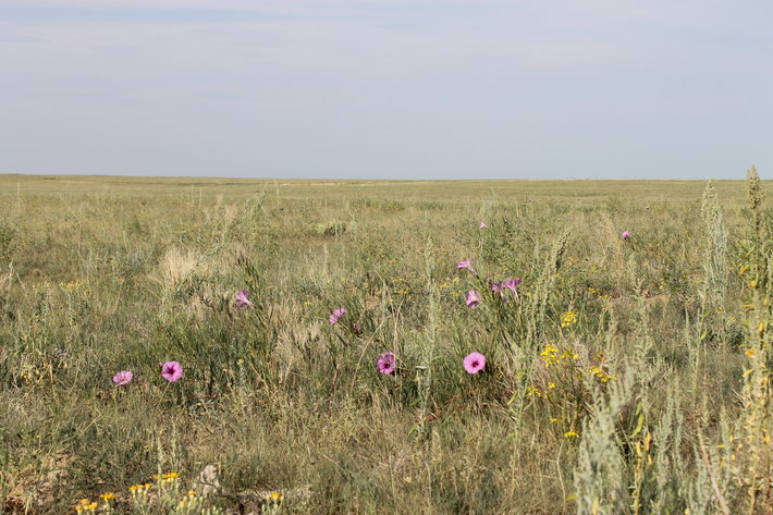 Image for LINCOLN COUNTY, CO - NATIVE RANGELAND/GRASSLAND {C4065}