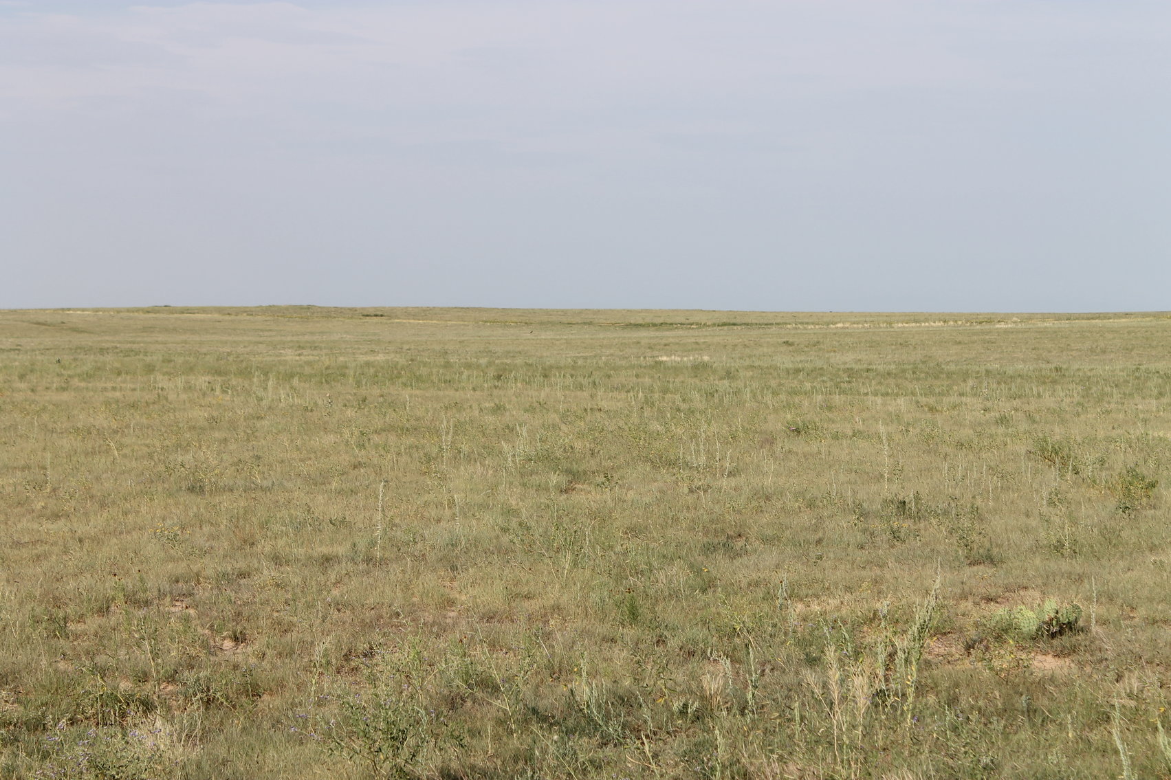 Image for LINCOLN COUNTY, CO - NATIVE RANGELAND/GRASSLAND {C4065}