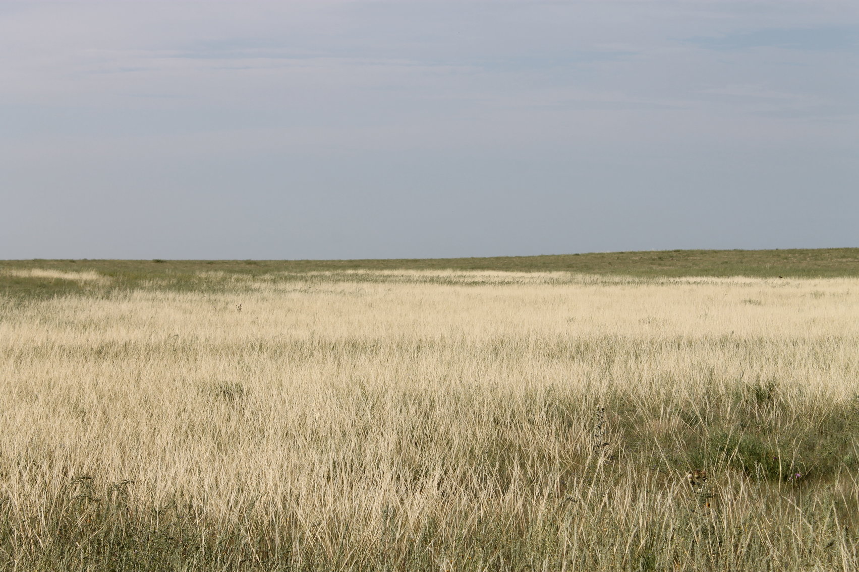 Image for LINCOLN COUNTY, CO - NATIVE RANGELAND/GRASSLAND {C4065}