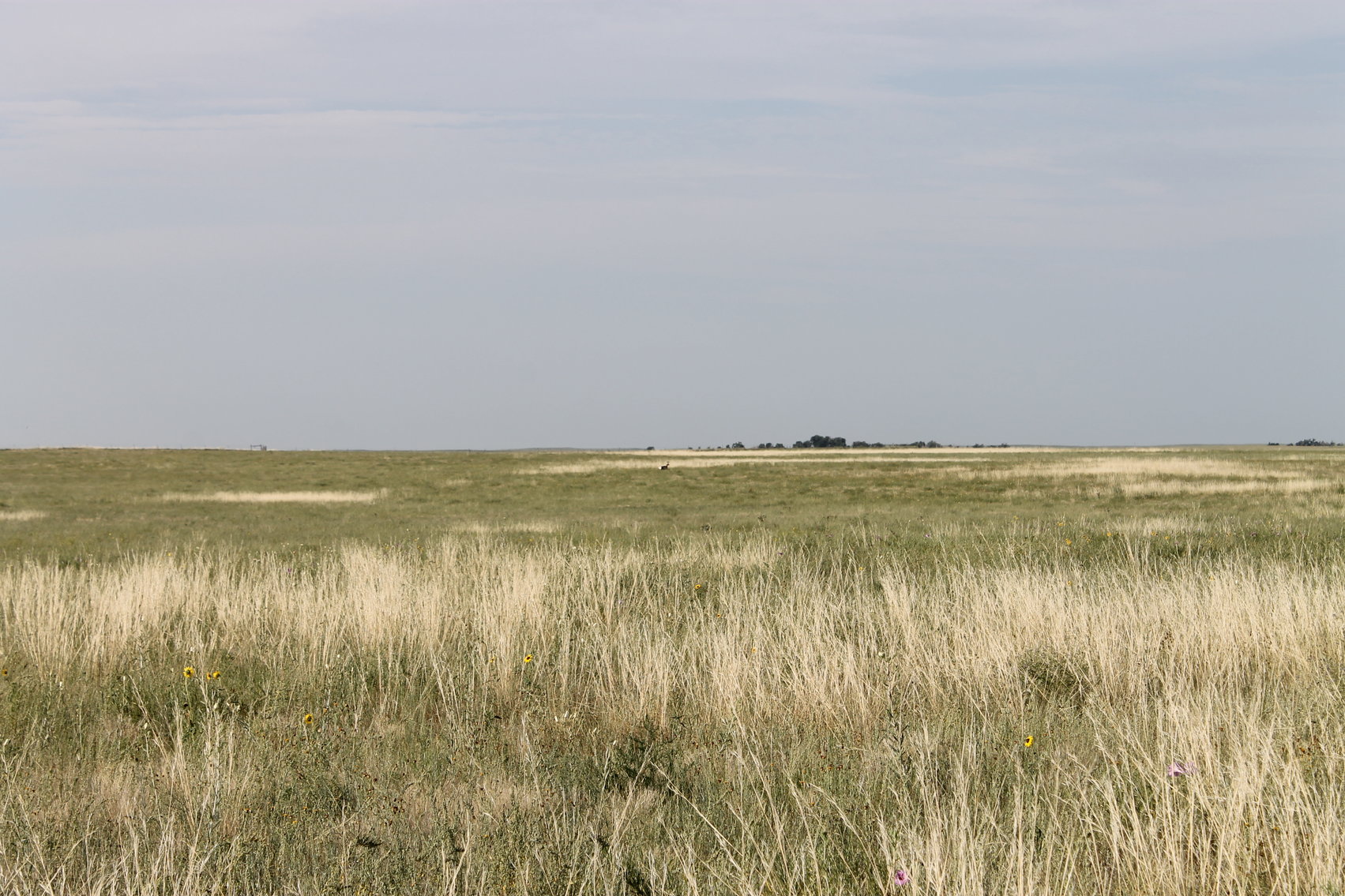 Image for LINCOLN COUNTY, CO - NATIVE RANGELAND/GRASSLAND {C4065}