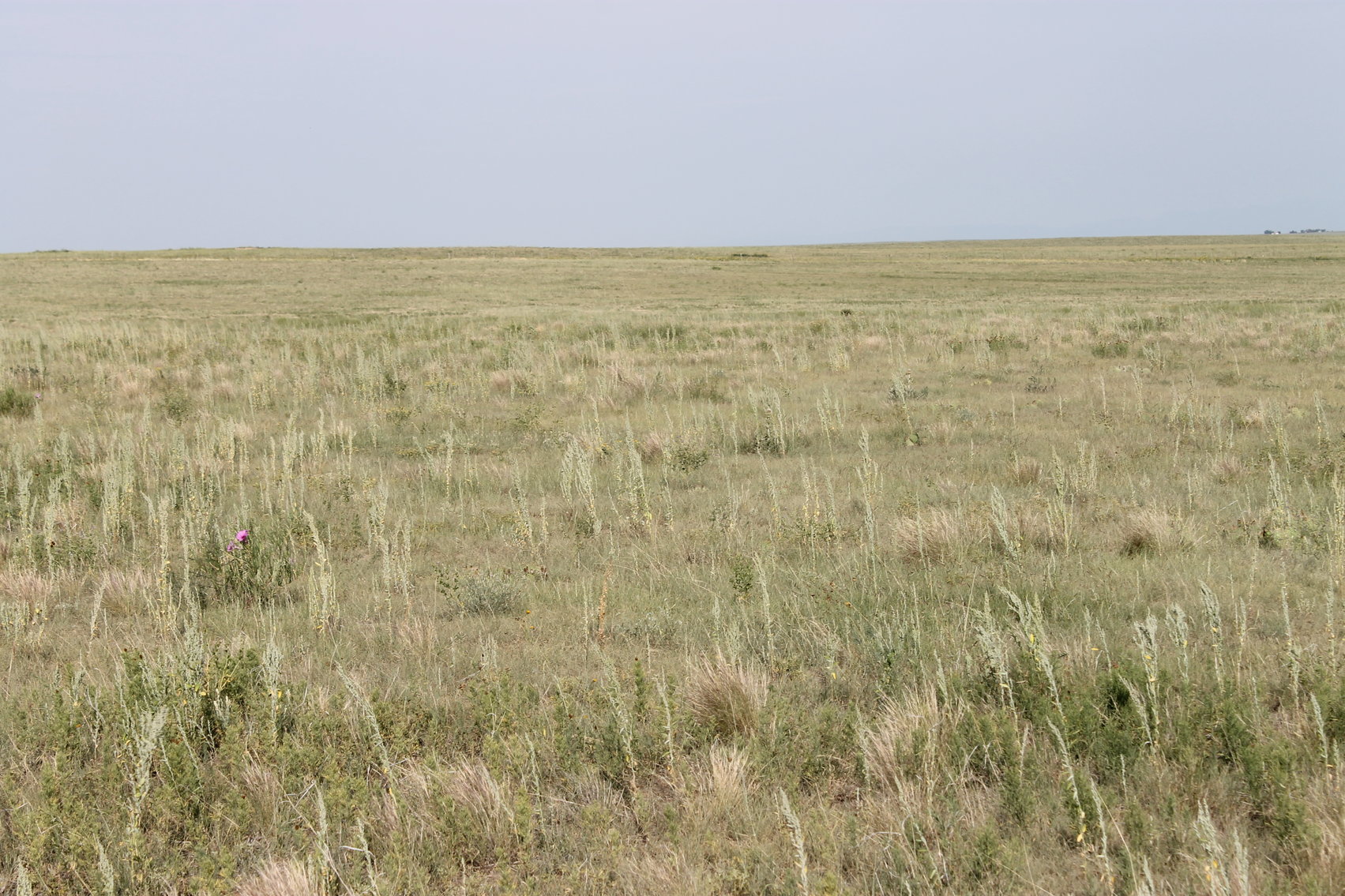 Image for LINCOLN COUNTY, CO - NATIVE RANGELAND/GRASSLAND {C4065}