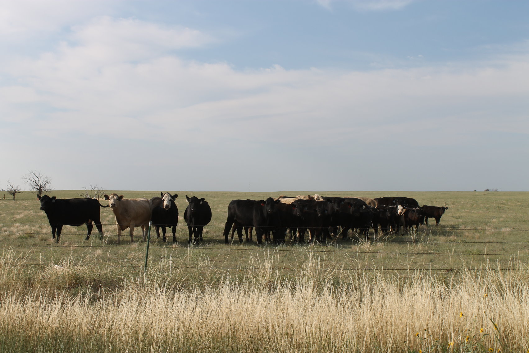 Image for LINCOLN COUNTY, CO - NATIVE RANGELAND/GRASSLAND {C4065}