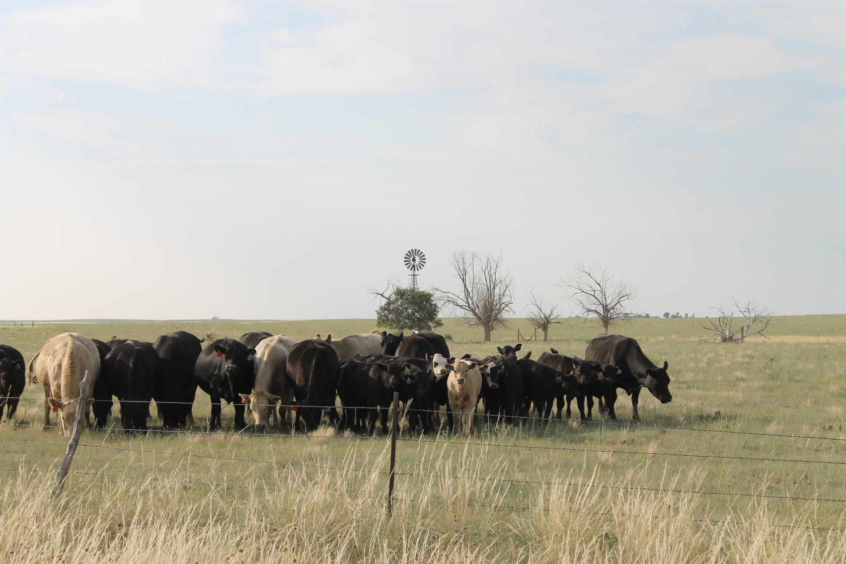 Image for LINCOLN COUNTY, CO - NATIVE RANGELAND/GRASSLAND {C4065}