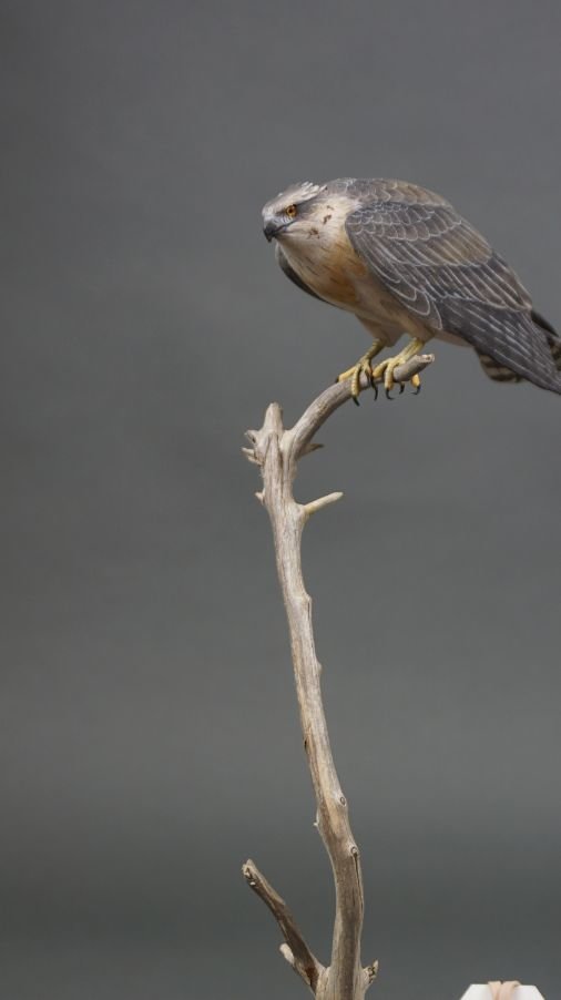 Image for Parkhurst Estate Online Auction Session Three