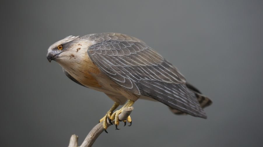 Image for Parkhurst Estate Online Auction Session Three