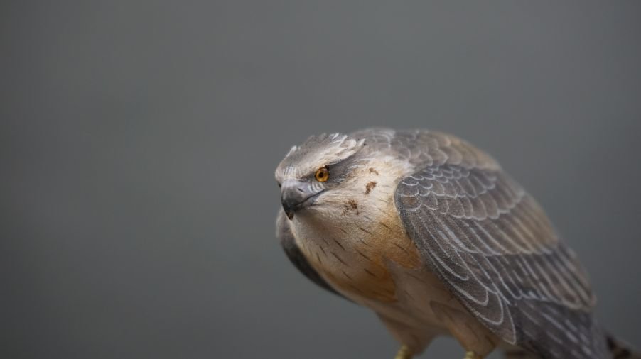 Image for Parkhurst Estate Online Auction Session Three