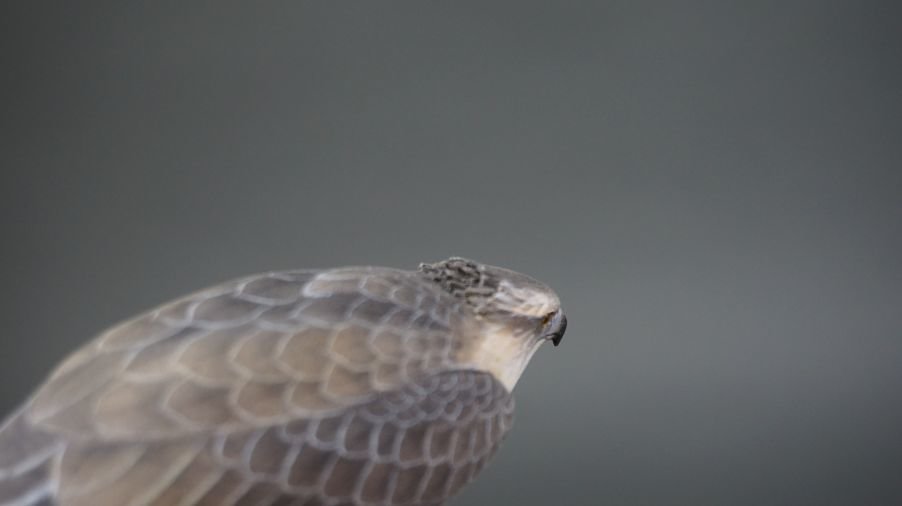 Image for Parkhurst Estate Online Auction Session Three