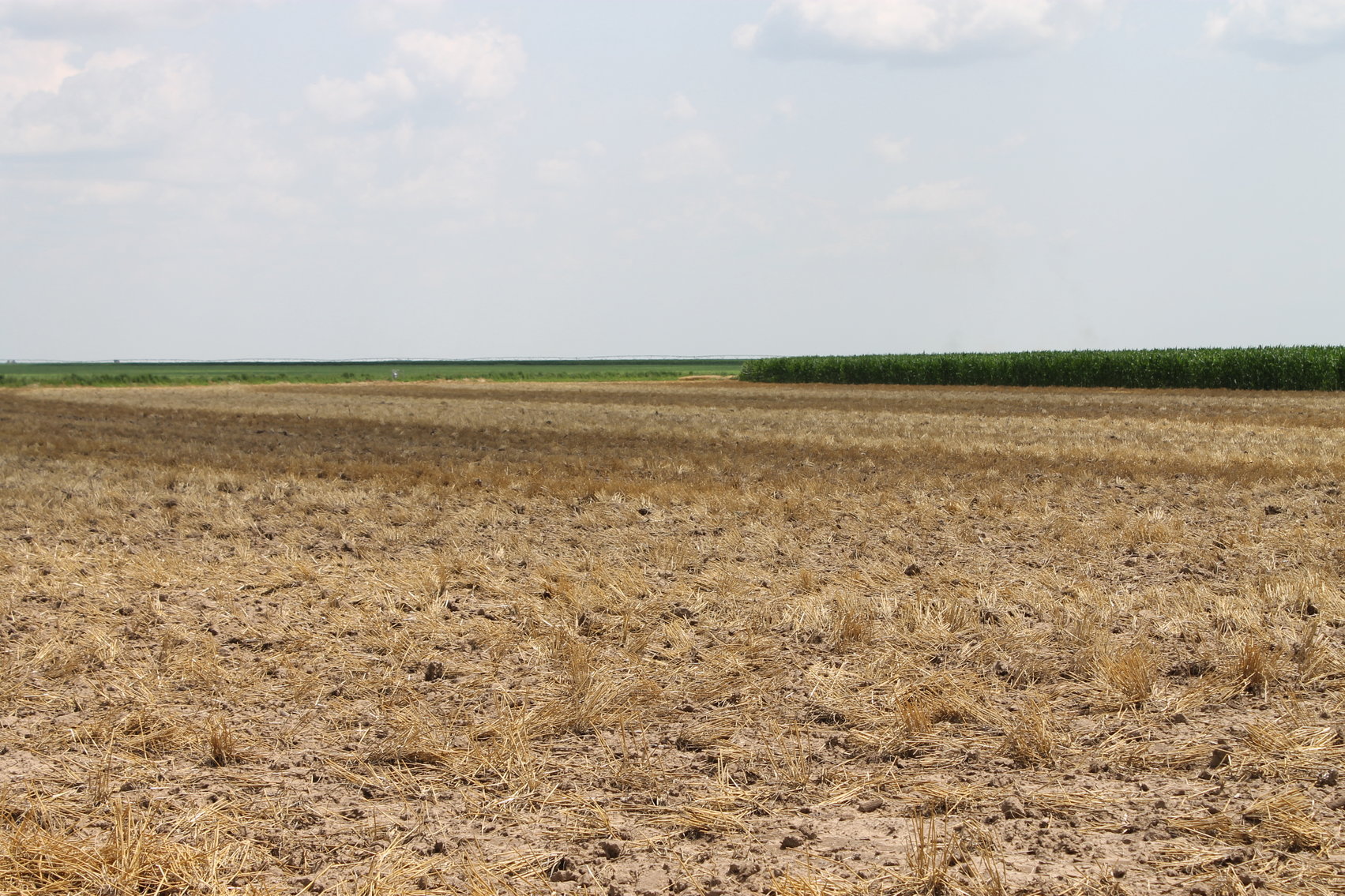 Image for SHERMAN COUNTY, KS - IRRIGATED/CROPLAND/GRASS {C4066}