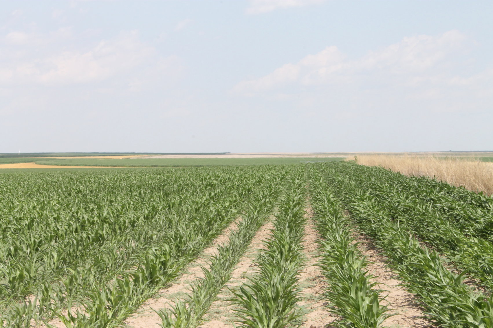Image for SHERMAN COUNTY, KS - IRRIGATED/CROPLAND/GRASS {C4066}