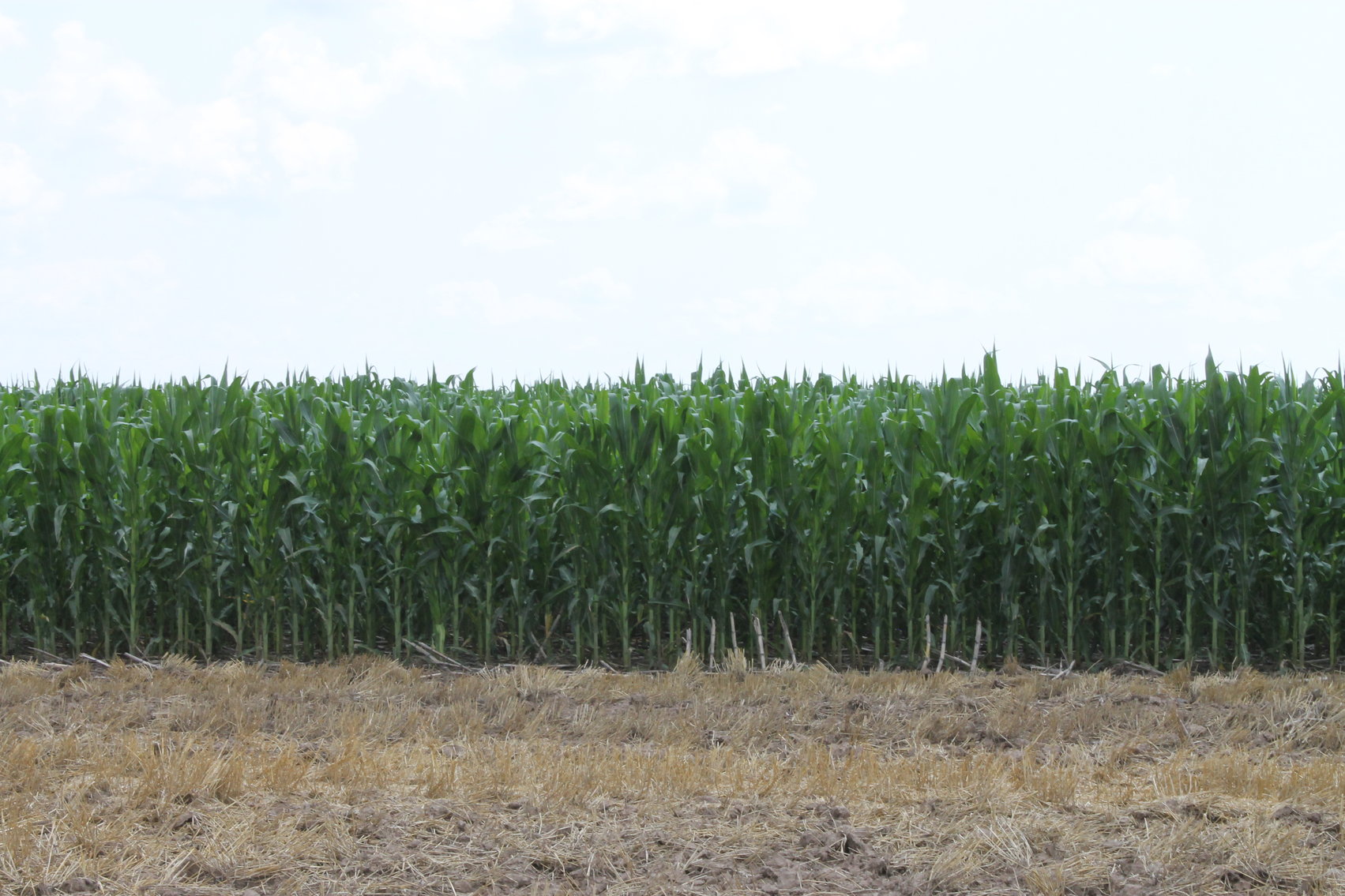 Image for SHERMAN COUNTY, KS - IRRIGATED/CROPLAND/GRASS {C4066}