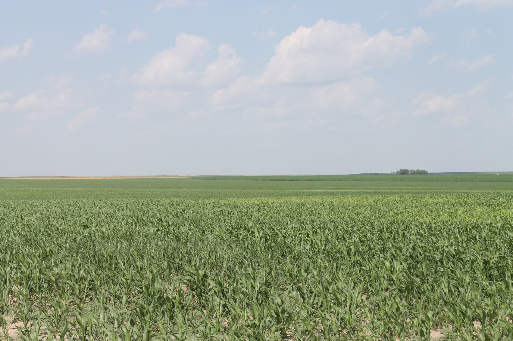 Image for SHERMAN COUNTY, KS - IRRIGATED/CROPLAND/GRASS {C4066}